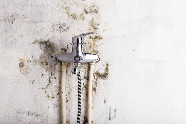 Office Mold Removal Services in Roaming Shores, OH