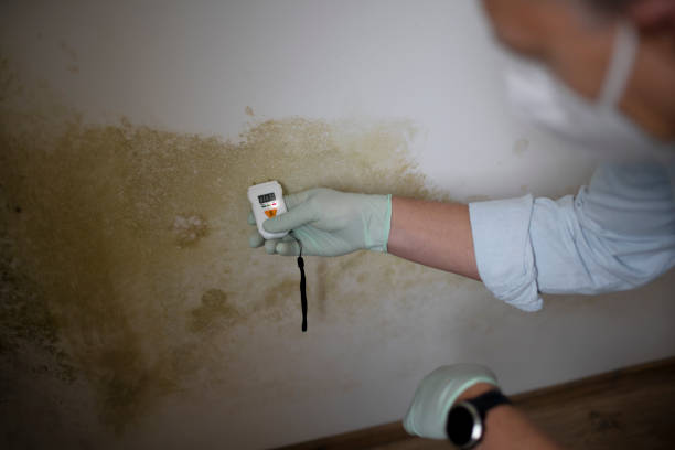 Best Mold Testing and Removal  in Roaming Shores, OH