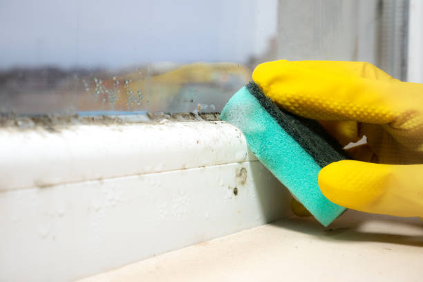 Best Mold Removal Company Near Me  in Roaming Shores, OH