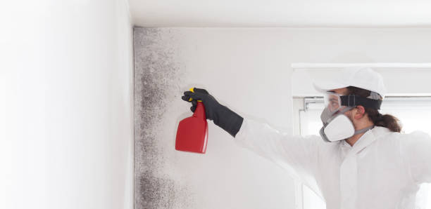 Best Affordable Mold Removal  in Roaming Shores, OH