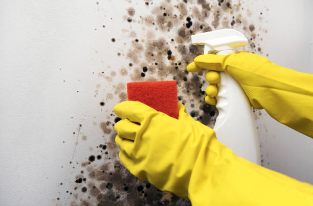 Professional Mold Removal in Roaming Shores, OH