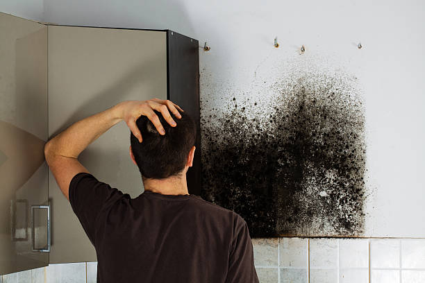 Best Commercial Mold Removal  in Roaming Shores, OH