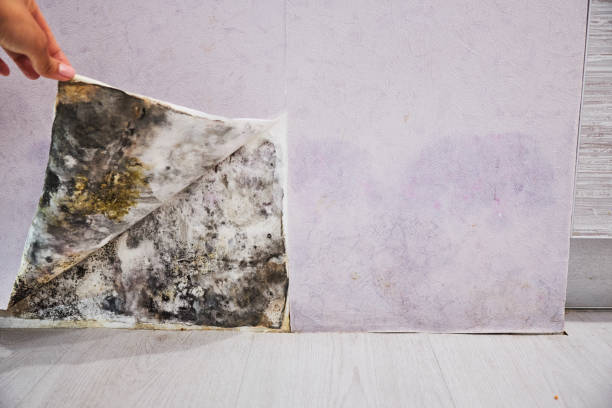 Best Emergency Mold Removal  in Roaming Shores, OH